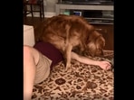 The image, taken from the Instagram video, shows the golden retriever with its human.