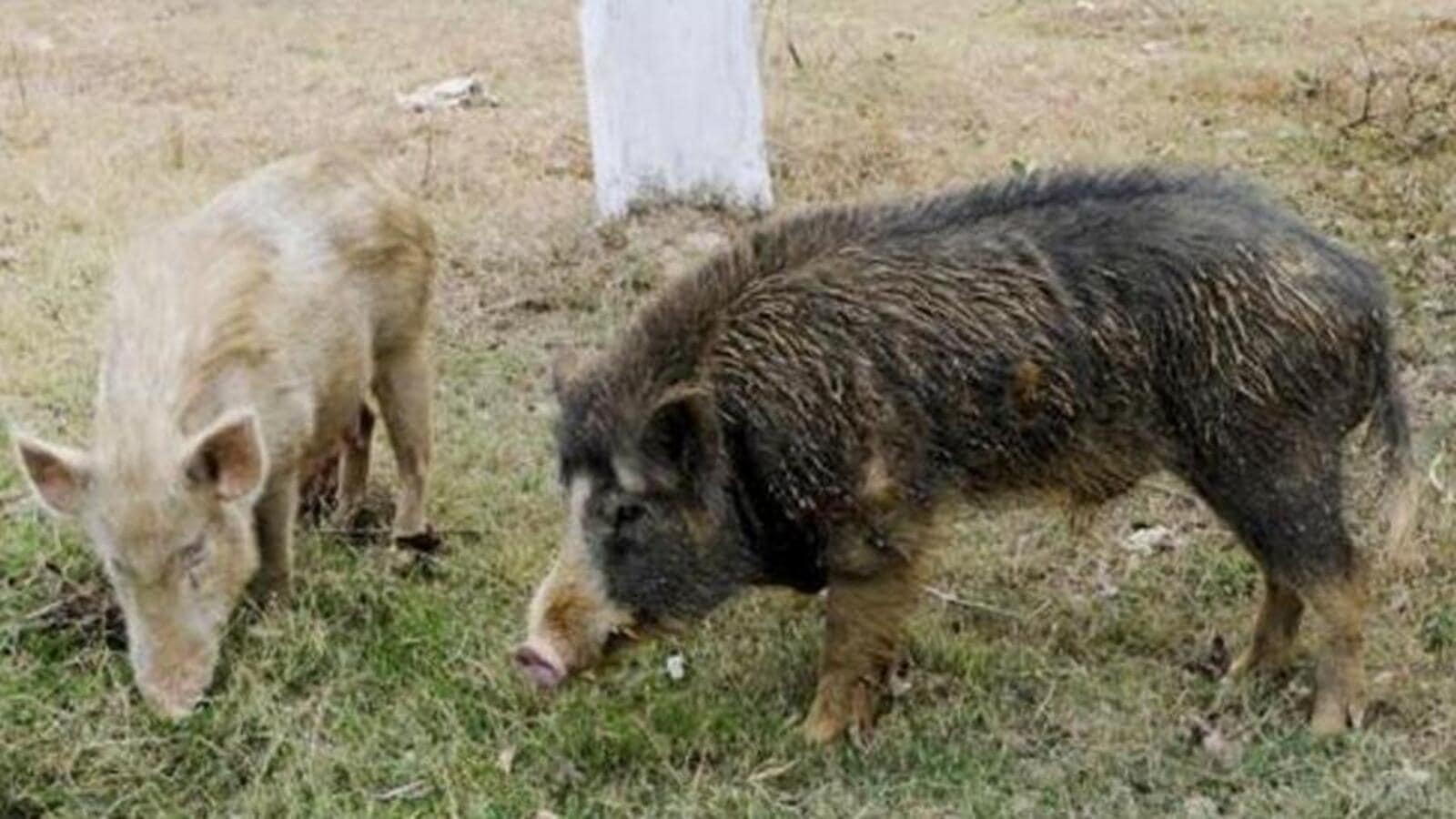 Calcutta HC asks cops to hint ‘Ghana’, a pig stolen from a district courtroom space | Kolkata