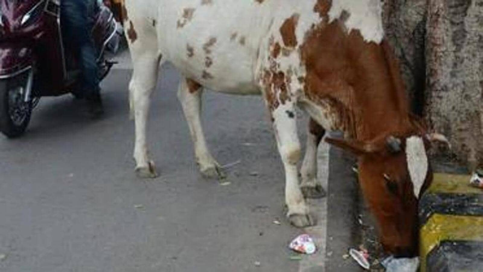 Chhattisgarh: Government to soon buy cattle urine at ₹4 per litre from farmers