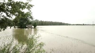 Amid incessant rain, a breach in a seasonal drain on Friday flooded fields and damaged paddy crop in Patti subdivision.