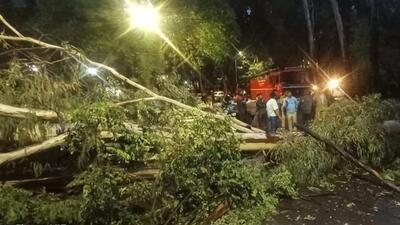 A total of 11 trees fell in the city on Friday. (HT PHOTO)