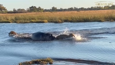 The image shows the hippo attacking the lions swimming across its territory in Botswana.&nbsp; (YouTube/@Great Plains Conservation)