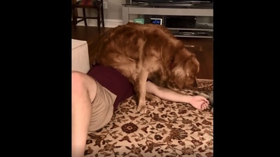 The image, taken from the Instagram video, shows the golden retriever with its human. (Instagram/@enzosgoldenadventure)