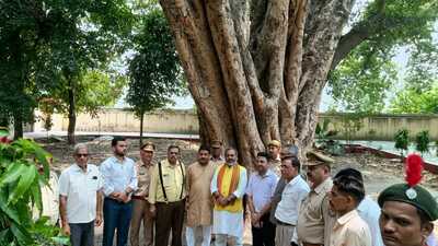 The Bargad tree in DMG Inter College that was planted in 1920. (HT)