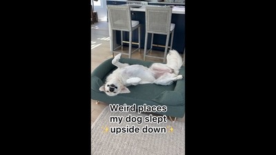 The image that shows the Golden Retriever sleeping upside down has been taken from a video posted on Instagram. (Instagram/@ladyandtheblues) The image that shows the Golden Retriever sleeping upside down has been taken from a video posted on Instagram. (Instagram/@ladyandtheblues)