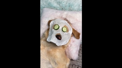 The image shows the Labrador named Magnus getting a spa treatment.&nbsp; (Instagram/@magnusthetherapydog)