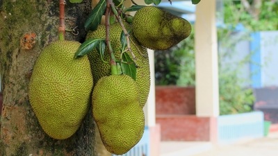 Reduces cholesterol: When the fruit is raw, the percentage of soluble fibre reaches its peak making it a great superfood to remove cholesterol from the body. (Unsplash) Reduces cholesterol: When the fruit is raw, the percentage of soluble fibre reaches its peak making it a great superfood to remove cholesterol from the body. (Unsplash)