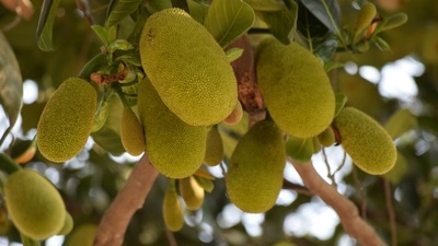 Jackfruit has several names across the country. In the north, it is known as kathal, while in Bengal and Kerala it is called gacch-patha (tree mutton) and Chakka respectively. Many are aware of the benefits of ripe jackfruit but very few know that the fruit is bestowed with several medicinal properties at its raw stage. (Unsplash) Jackfruit has several names across the country. In the north, it is known as kathal, while in Bengal and Kerala it is called gacch-patha (tree mutton) and Chakka respectively. Many are aware of the benefits of ripe jackfruit but very few know that the fruit is bestowed with several medicinal properties at its raw stage. (Unsplash)