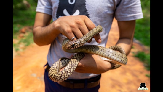 Experts said in case of snake bite, the person must be immediately rushed to a doctor and a single dose of anti-venom acts as a ‘life saver’ for all types of snake bites. (Sourced)