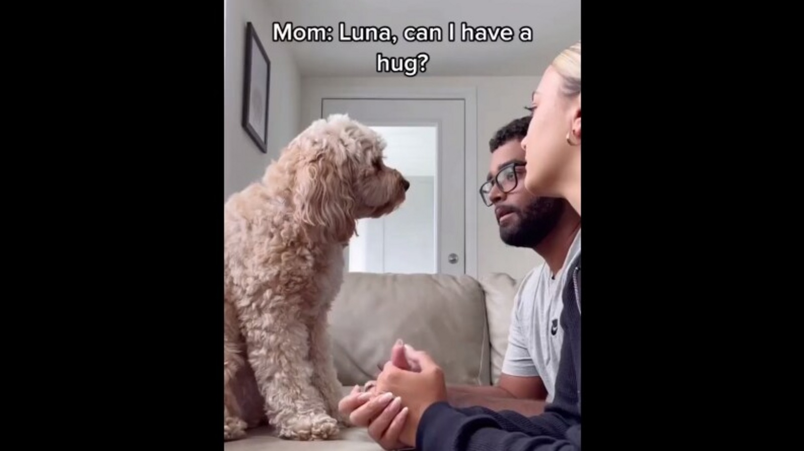 What Pet To Get Instead Of A Dog