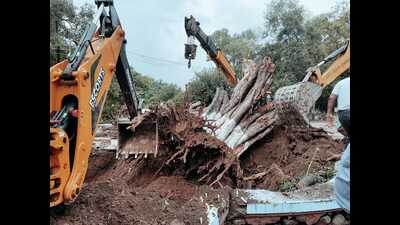The 250-year-old tree that collapsed at Carmel Convent School in Chandigarh on July 8 being uprooted on Saturday. Closed since the mishap, the school will resume online classes from Monday. (HT Photo) The 250-year-old tree that collapsed at Carmel Convent School in Chandigarh on July 8 being uprooted on Saturday. Closed since the mishap, the school will resume online classes from Monday. (HT Photo)