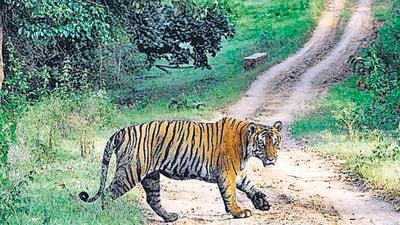 Valmiki Tiger Reserve (HT Archive)
