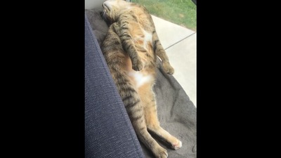 The image, taken from the viral video on Instagram, shows the cat's unusual sleeping style that prompted its human to put up a note for the passersby. (Instagram/@therealbroccolicat)