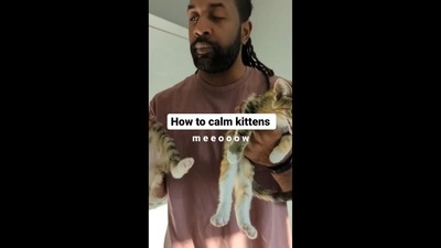 The image shows Abdul and his kittens named Princess and Cheese. The text on the image reads, “How to calm kittens meeoow.” (Instagram/@abdulscats) The image shows Abdul and his kittens named Princess and Cheese. The text on the image reads, “How to calm kittens meeoow.” (Instagram/@abdulscats)