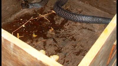 Cobra in captivity disgorging eggs of Lady Amherst pheasant at Chhatbir. (FILE PHOTO: MC ZOOLOGICAL PARK, CHHATBIR)
