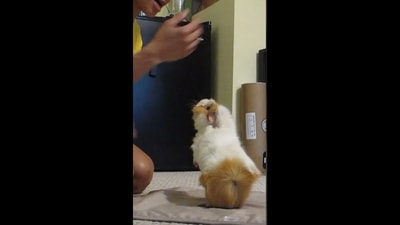The image, taken from the video shared on Facebook, shows the guinea pig performing the trick on his human's commands. (Facebook/@GuinnessWorldRecords ) The image, taken from the video shared on Facebook, shows the guinea pig performing the trick on his human's commands. (Facebook/@GuinnessWorldRecords )