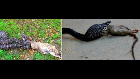 In panic, a python disgorges a Golden jackal and a cobra, a rat. (PHOTOS: CHAMAN SINGH)