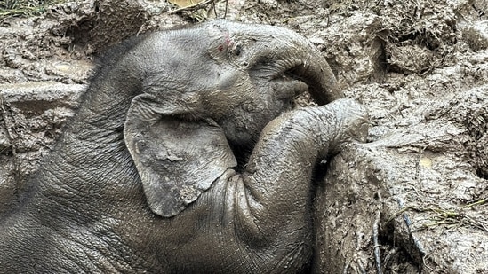 Mama elephant and baby saved from manhole in Thailand. See pics of dramatic rescue | Trending