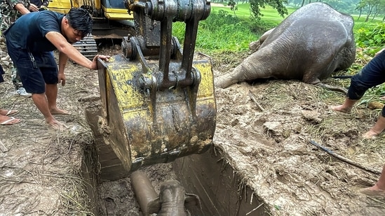 Rescue workers use an excavator as they rescue an elephant calf after it fell into a manhole.(REUTERS)