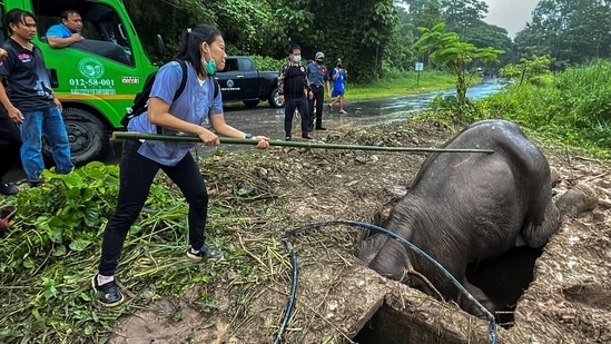 A veterinarian rescues a mother elephant after it fell into a manhole.(REUTERS)