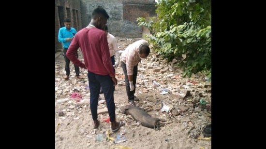 Health officials with the municipal corporation team inspecting the cause of death of pigs at Faizullahganj area in Lucknow. (Sourced)