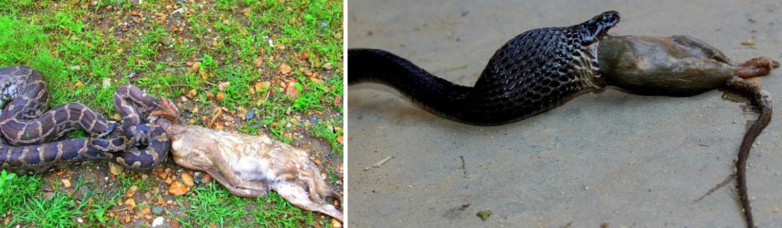 In panic, a python disgorges a Golden jackal and a cobra, a rat. (PHOTOS: CHAMAN SINGH)