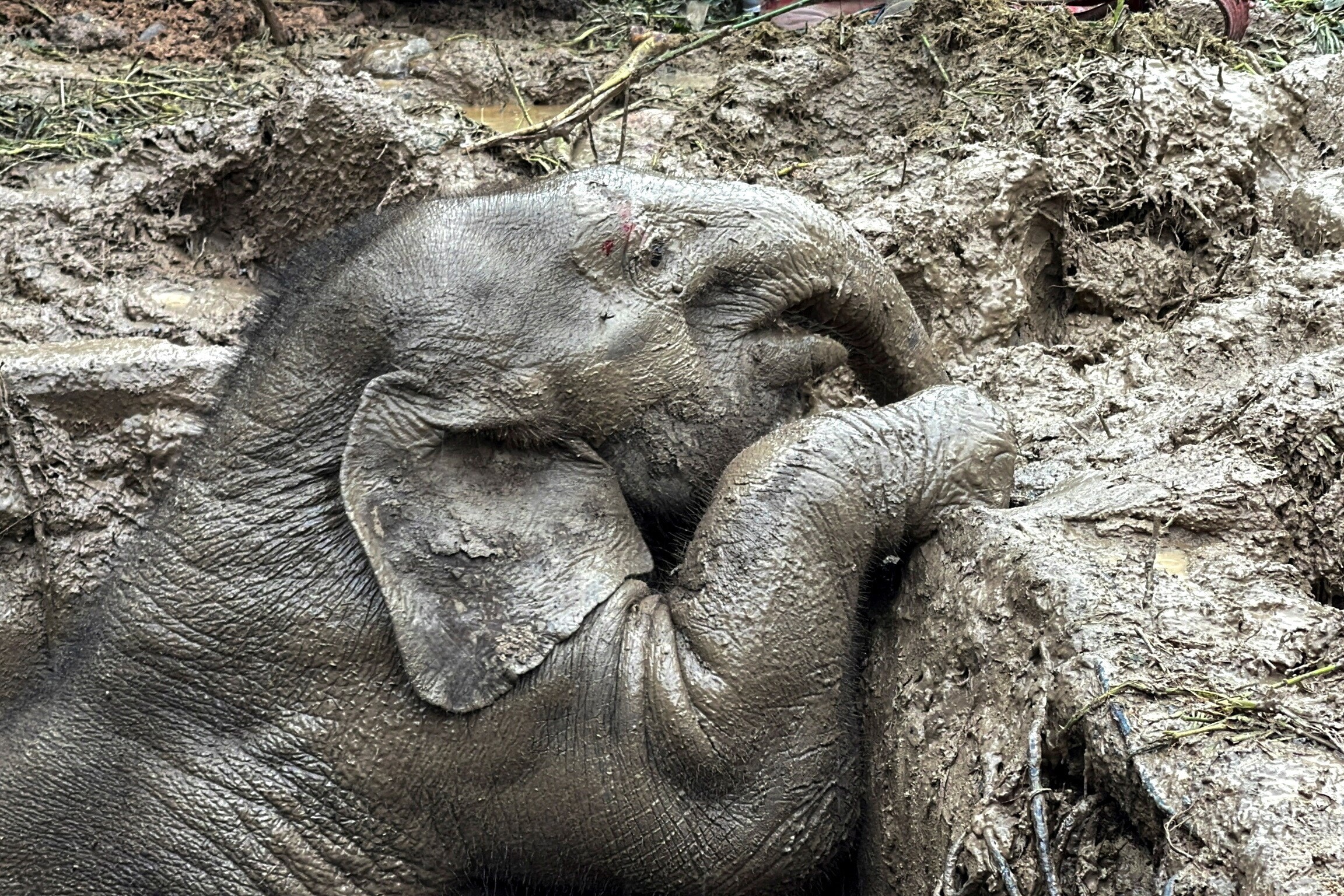 An elephant calf is seen inside a manhole after a baby and mother elephant fell into a manhole in Khao Yai National Park. (REUTERS)