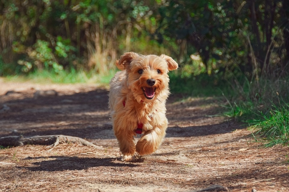 Dogs typically contract leptospirosis through direct contact with urine of an infected animal (Pixabay) Dogs typically contract leptospirosis through direct contact with urine of an infected animal (Pixabay)