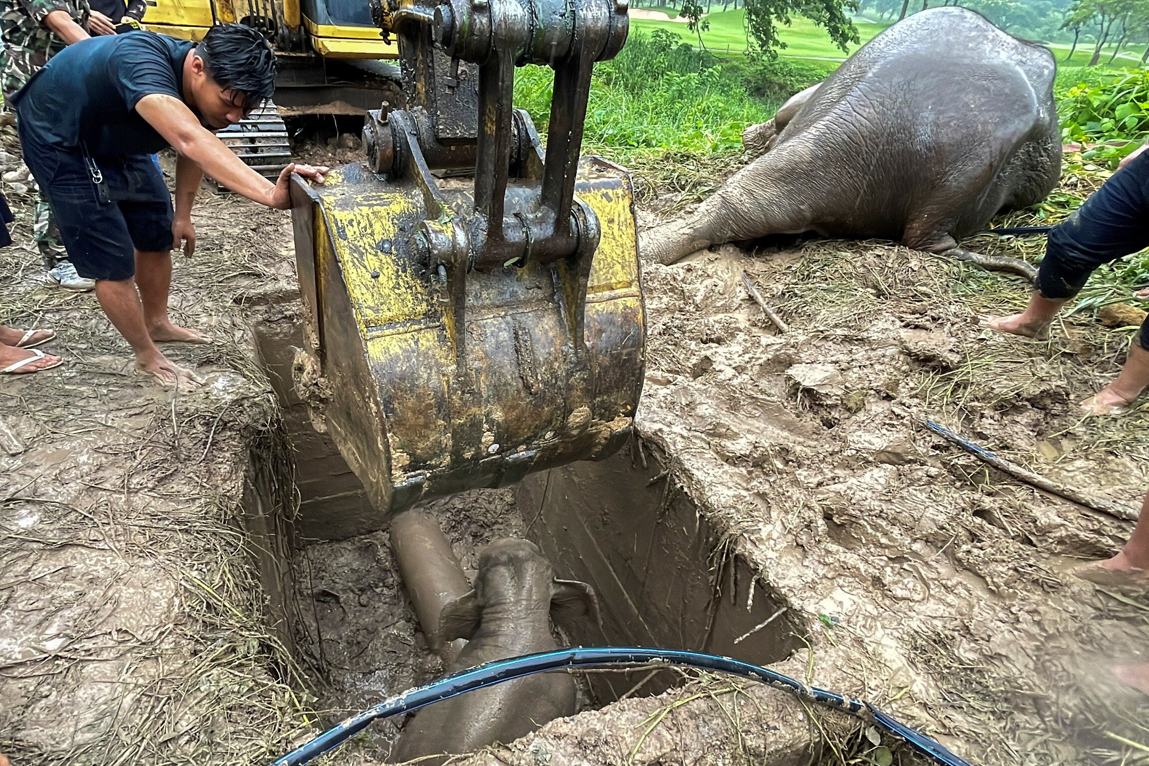 Rescue workers use an excavator as they rescue an elephant calf after it fell into a manhole. (REUTERS)
