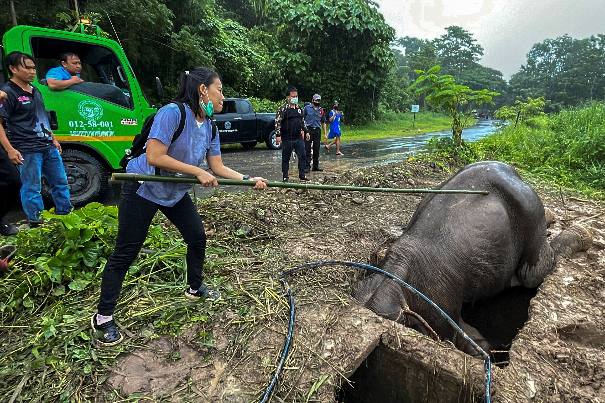 A veterinarian rescues a mother elephant after it fell into a manhole. (REUTERS)