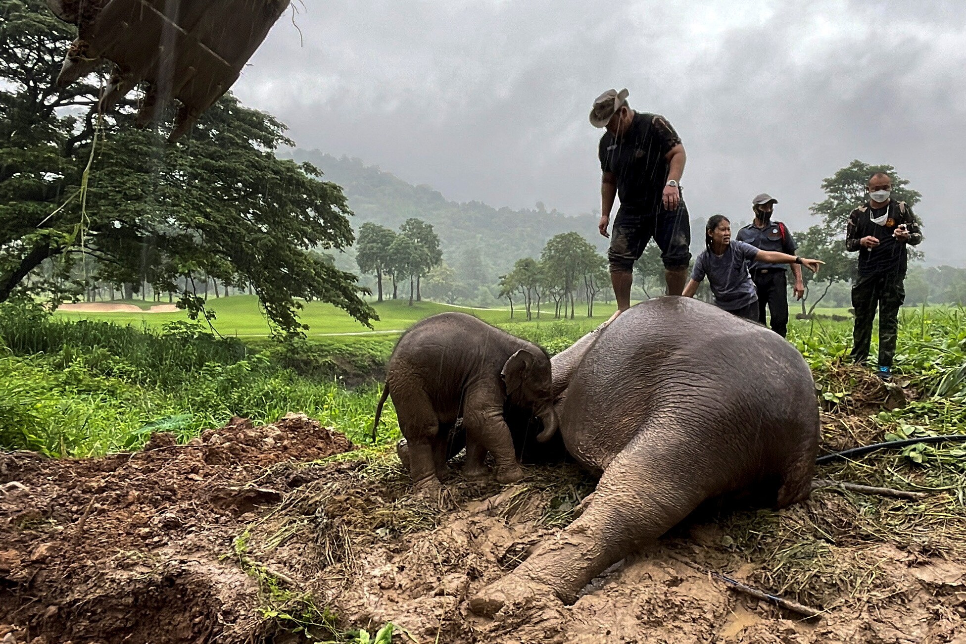 Rescue workers perform CPR for a mother elephant after it fell into a manhole in Khao Yai National Park, Nakhon Nayok province, Thailand. (REUTERS)