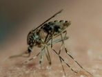 Mosquitoes are considered among the most dangerous creatures on the planet because of their ability to spread deadly diseases such as malaria. (AFP) Mosquitoes are considered among the most dangerous creatures on the planet because of their ability to spread deadly diseases such as malaria. (AFP)