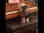 The cat ‘plays’ the Interstellar theme on the piano. (Instagram/@rooandminnow) The cat ‘plays’ the Interstellar theme on the piano. (Instagram/@rooandminnow)