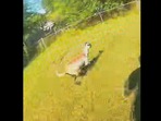 This is the goat who was ‘arrested’ and ‘questioned’ by the police. This is the goat who was ‘arrested’ and ‘questioned’ by the police. 