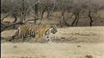 Tigers normally do not allow another feline within their territory. (File Photo)