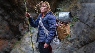 Going back to history, its origin can be traced back to the Black Sea region of Turkey or Nepal. The first case of mad honey poisoning was discovered in 401 BC by Xenophon (an Athenian military commander and author). (Instagram/@mauro_de_bettio) Going back to history, its origin can be traced back to the Black Sea region of Turkey or Nepal. The first case of mad honey poisoning was discovered in 401 BC by Xenophon (an Athenian military commander and author). (Instagram/@mauro_de_bettio)