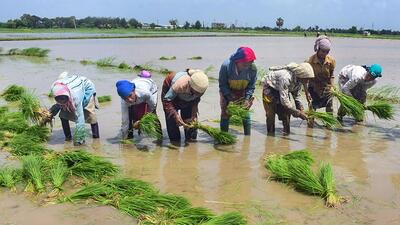 Sowing of rice, a key summer staple, lags considerably due to an unevenly distributed monsoon even as planting of most kharif or summer-sown crops has accelerated, latest official data show. (PTI) Sowing of rice, a key summer staple, lags considerably due to an unevenly distributed monsoon even as planting of most kharif or summer-sown crops has accelerated, latest official data show. (PTI)