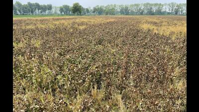 Weedicide sprayed to dry ‘moong’ crop in a field at Naruana village in Bathinda on Sunday. Photo: Sanjeev Kumar/HT Weedicide sprayed to dry ‘moong’ crop in a field at Naruana village in Bathinda on Sunday. Photo: Sanjeev Kumar/HT