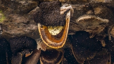 You need to consume at least 15-30g of 'mad honey to get intoxicated and the symptoms appear after half to four hours. (Instagram/@nepal8thwonder_) You need to consume at least 15-30g of 'mad honey to get intoxicated and the symptoms appear after half to four hours. (Instagram/@nepal8thwonder_)