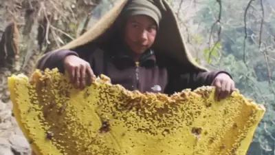 This 'mad honey is exported to Japan, Korea and Hong-kong. Other places where intoxication has been reported are Turkey, China, the Philippines, Indonesia, Austria, Germany, Brazil, and some countries in North America. (Instagram/@bestmadhoneyy) This 'mad honey is exported to Japan, Korea and Hong-kong. Other places where intoxication has been reported are Turkey, China, the Philippines, Indonesia, Austria, Germany, Brazil, and some countries in North America. (Instagram/@bestmadhoneyy)