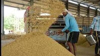 Usually, quick-maturing varieties of paddy fetch around ₹2,500 per quintal, but this year long-grained varieties are being sold for up to ₹4,000 in some mandis. (Representative Image/HT File) Usually, quick-maturing varieties of paddy fetch around ₹2,500 per quintal, but this year long-grained varieties are being sold for up to ₹4,000 in some mandis. (Representative Image/HT File)