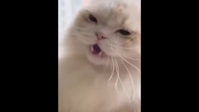 The kitty does some parkour in this video. (TikTok/@joelmoot03) The kitty does some parkour in this video. (TikTok/@joelmoot03)