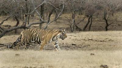 Tigers normally do not allow another feline within their territory. (File Photo) Tigers normally do not allow another feline within their territory. (File Photo)