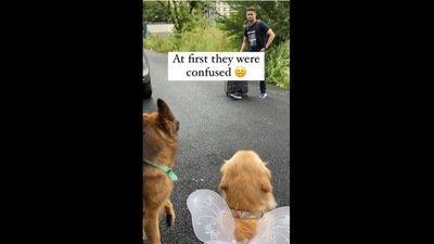 The image shows two dogs named Oscar and Karma and the man named Bittu. (Instagram/@oscarnkarma) The image shows two dogs named Oscar and Karma and the man named Bittu. (Instagram/@oscarnkarma)