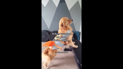 The image, taken from the video posted on Instagram, shows the dog sporting a swimsuit that has a fin.&nbsp; (Instagram/@odinheartofgold)