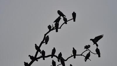 Light rainfall is forecast for Delhi for Sunday, while drizzle activity is forecast for the city on Monday. (PTI) Light rainfall is forecast for Delhi for Sunday, while drizzle activity is forecast for the city on Monday. (PTI)