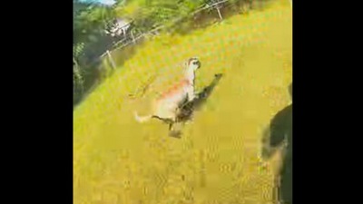 This is the goat who was ‘arrested’ and ‘questioned’ by the police. (Facebook/Cumberland Metropolitan Police Department - IN) This is the goat who was ‘arrested’ and ‘questioned’ by the police. (Facebook/Cumberland Metropolitan Police Department - IN)
