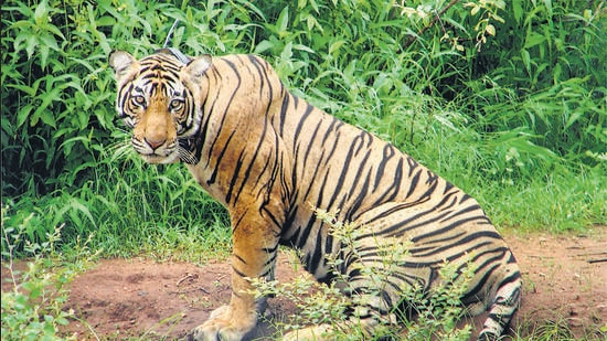 Of the total tigers, about a dozen adults in age group of 3 to 5 years were moving in the periphery of the reserve as they do not have their marked territory, RTR field director Sedu Ram Yadav told HT (AP FILE)