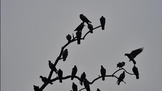 Light rainfall is forecast for Delhi for Sunday, while drizzle activity is forecast for the city on Monday. (PTI) Light rainfall is forecast for Delhi for Sunday, while drizzle activity is forecast for the city on Monday. (PTI)