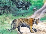 Ranthambore tigers move closer to human habitats as numbers rise (HT Archive)